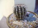 Uebelmannia pectinifera