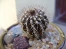 Uebelmannia pectinifera