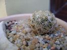 Coryphantha echinus, SB377 Val Verde Co, TX