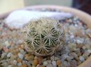 Coryphantha echinus, SB377 Val Verde Co, TX