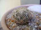 Coryphantha echinus, SB377 Val Verde Co, TX