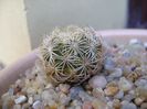 Coryphantha echinus, SB377 Val Verde Co, TX