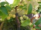 Mar decorativ (Malus x robusta ”Red Sentinel”)