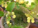 Mar decorativ (Malus x robusta ”Red Sentinel”)