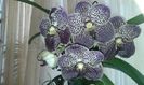 Vanda mama