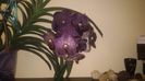 vanda mama