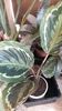 Calathea medalion