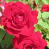 champlain-rose-2-blooms-600x600