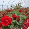 champlain-rose-in-greenhouse-600x600
