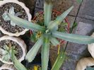 Agave protoamericana mediopicta lime 100 ron