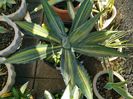 Agave americana striata 100 ron