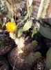 Cumulopuntia berteri