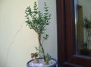 Grup de 4 plante