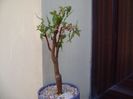 Begonia dregei