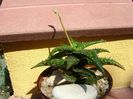 Aloe somaliensis, tija florala