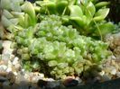 Anacampseros filamentosa ssp. namaquensis