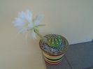 Echinopsis subdenudata (ancistrophora)