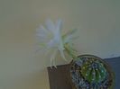 Echinopsis subdenudata (ancistrophora)