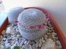 Mammillaria perbella cv. superfina