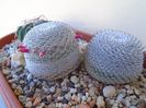 Mammillaria perbella cv. superfina