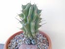 Stenocereus beneckei f. inermis
