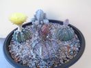 Grup de 4 Astrophytum