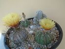 Grup de 4 Astrophytum