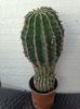 Cactus echinopsis
