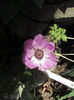 Anemone