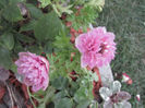 Anemone