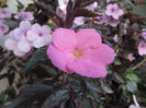 Jay dee Pink