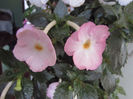 Vie en rose