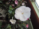 Bluerberry Riple
