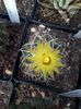 Coryphantha odorata