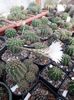 Echinopsis eyriesii
