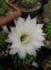 Echinopsis eyriesii