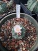 Lophophora williamsii