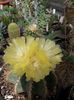 Eriocactus claviceps