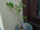 Talinum caffrum & Ibervillea sonorae