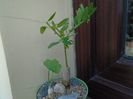 Talinum caffrum & Ibervillea sonorae