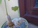 Talinum caffrum & Ibervillea sonorae