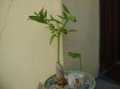 Talinum caffrum