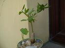 Talinum caffrum