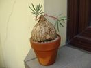 Euphorbia trichadenia