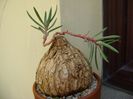 Euphorbia trichadenia