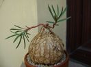 Euphorbia trichadenia