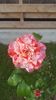 received_331548500944036