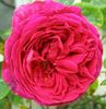 othello-rose