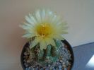 Thelocactus leucacanthus