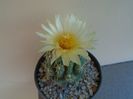 Thelocactus leucacanthus